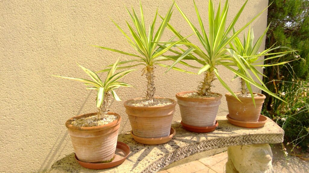 Plants 4 sale win 20250825 14 55 06 pro