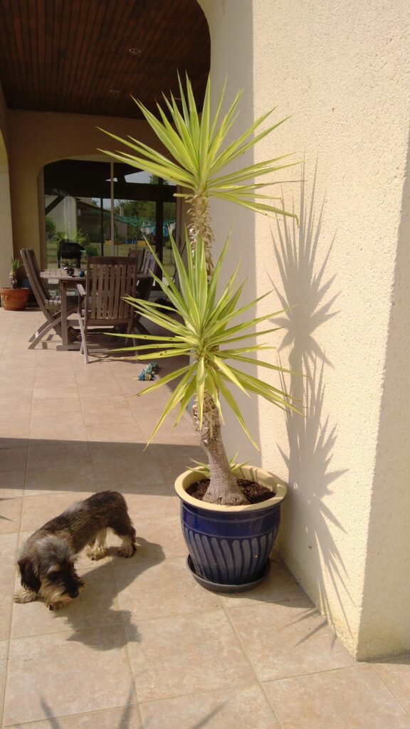 Plants 4 sale win 20250825 15 03 46 pro