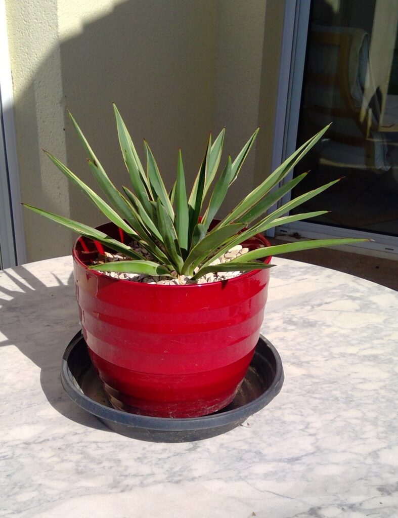 Plants 4 sale win 20260329 11 15 36 pro