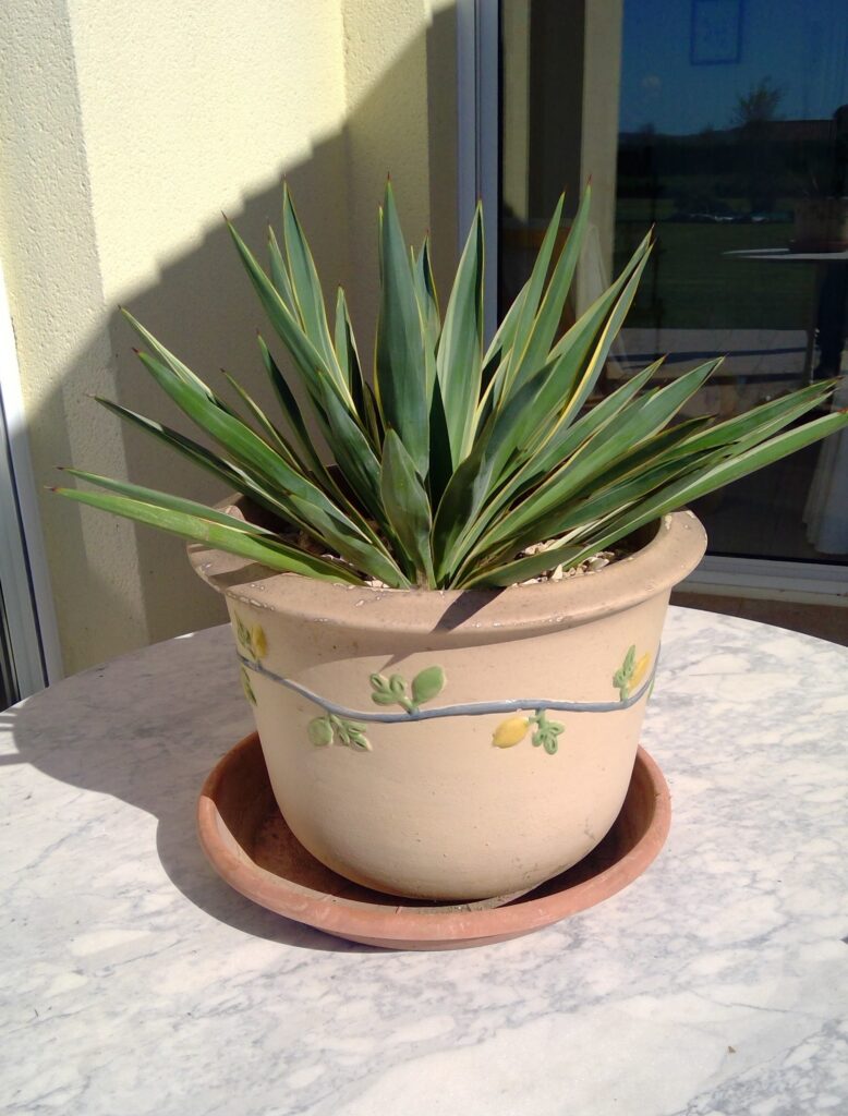 Plants 4 sale win 20260329 11 19 43 pro