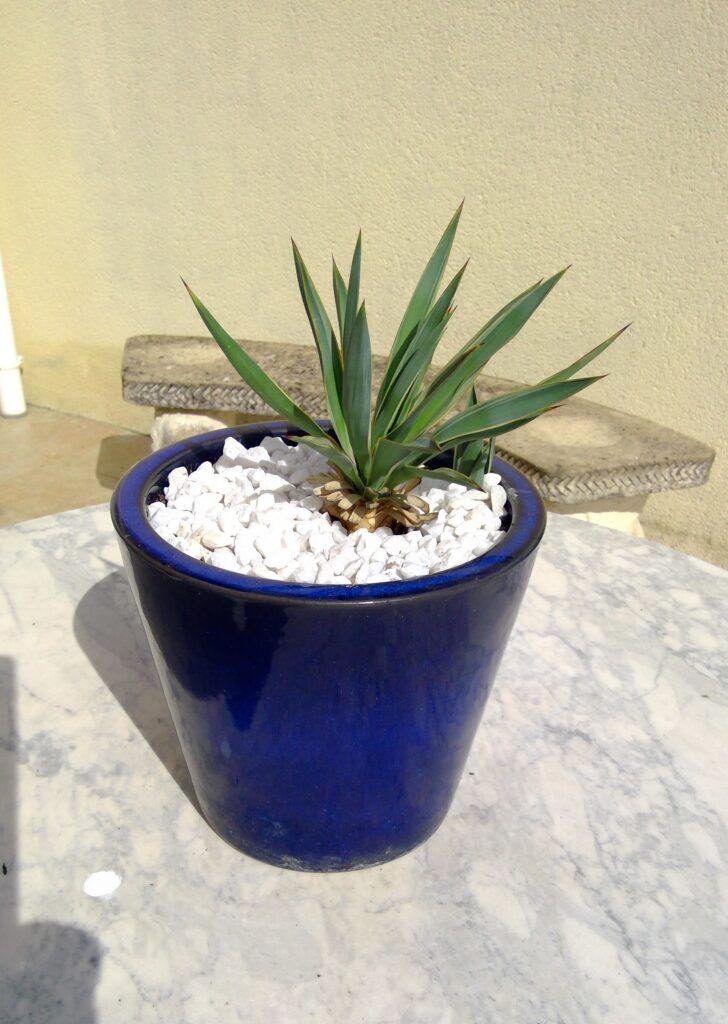 Plants 4 sale win 20260329 16 14 46 scan