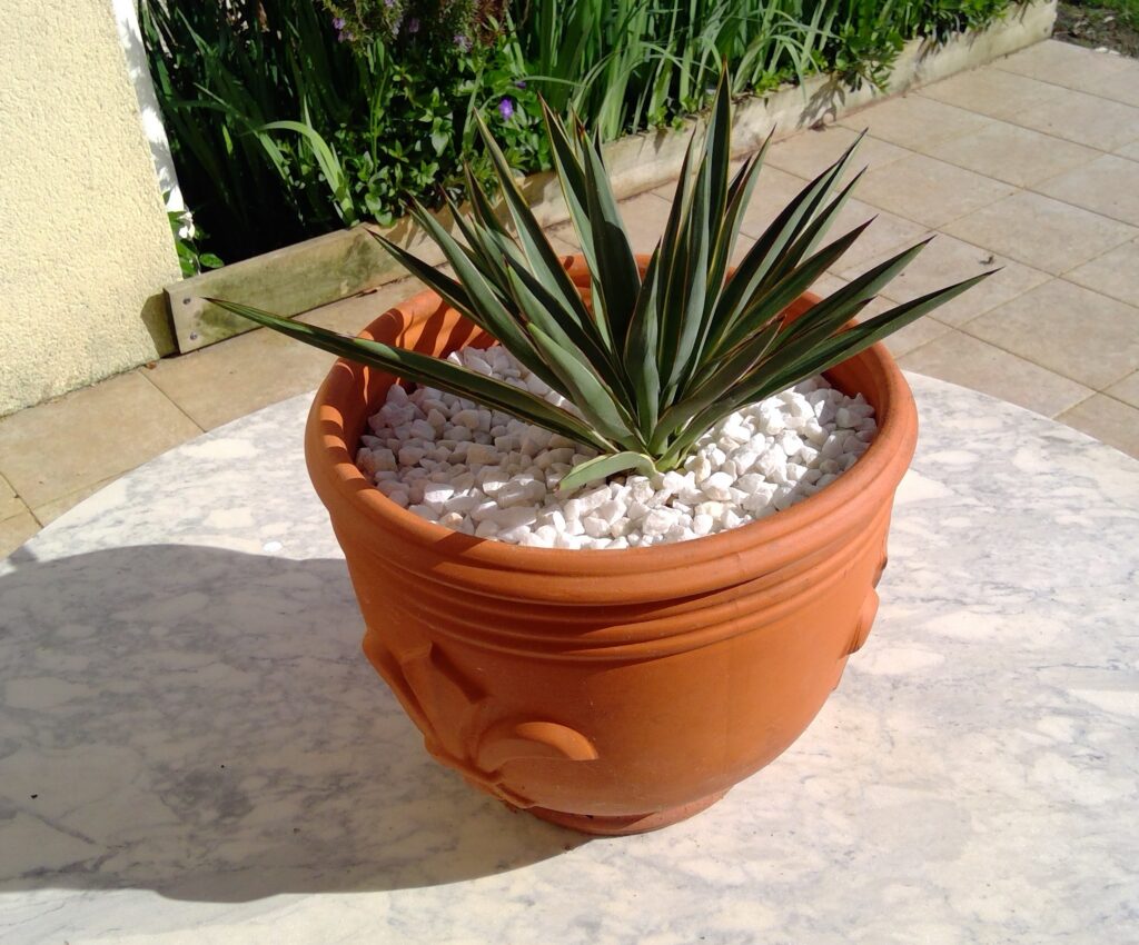 Plants 4 sale win 20260329 16 52 37 pro
