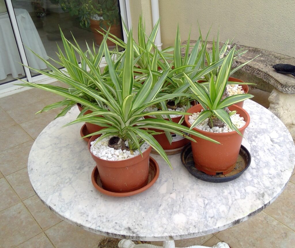 Plants 4 sale win 20260403 14 46 52 pro