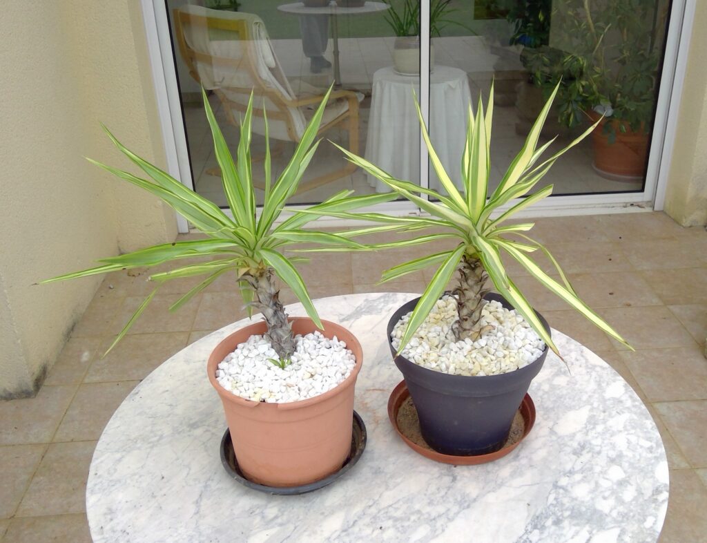 Plants 4 sale win 20260403 14 51 36 pro