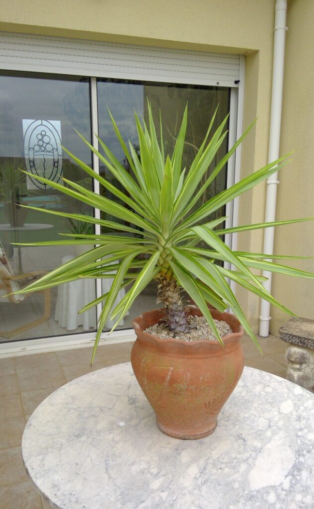 Plants 4 sale win 20260403 15 11 11 pro