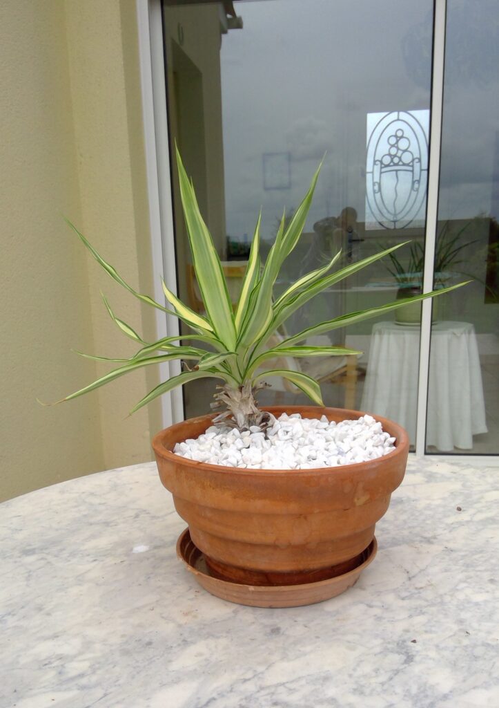 Plants 4 sale win 20260403 15 17 45 pro