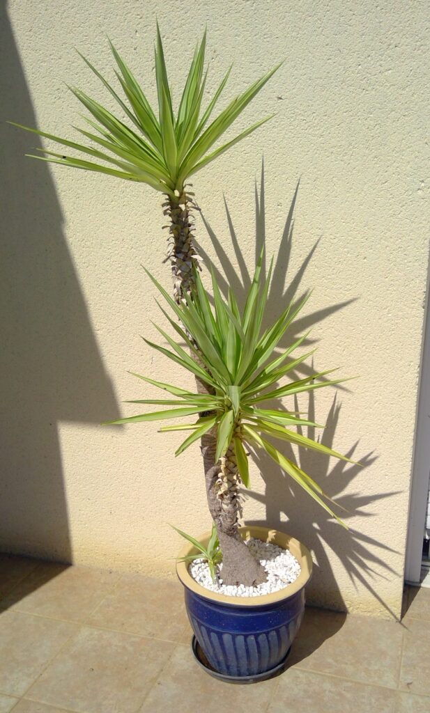 Plants 4 sale win 20260405 15 00 19 scan