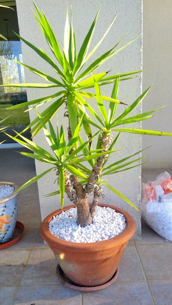 Plants 4 sale win 20260406 08 54 24 scan