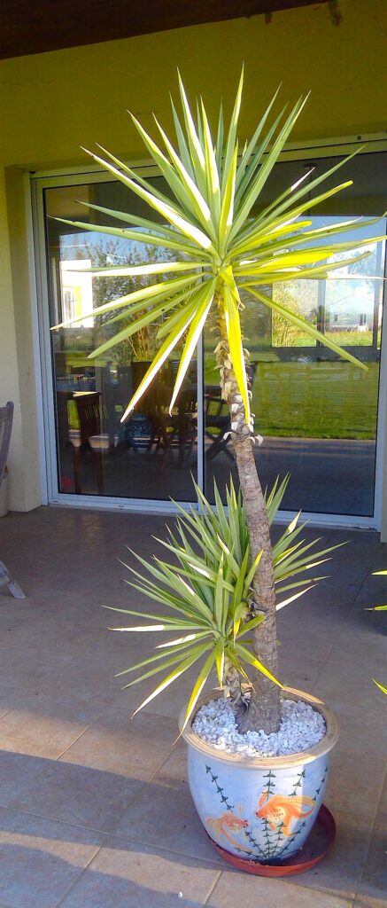 Plants 4 sale win 20260406 08 55 36 pro