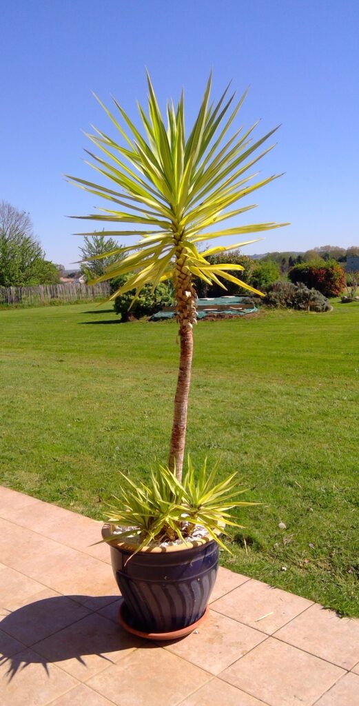 Plants 4 sale win 20260406 16 24 33 pro