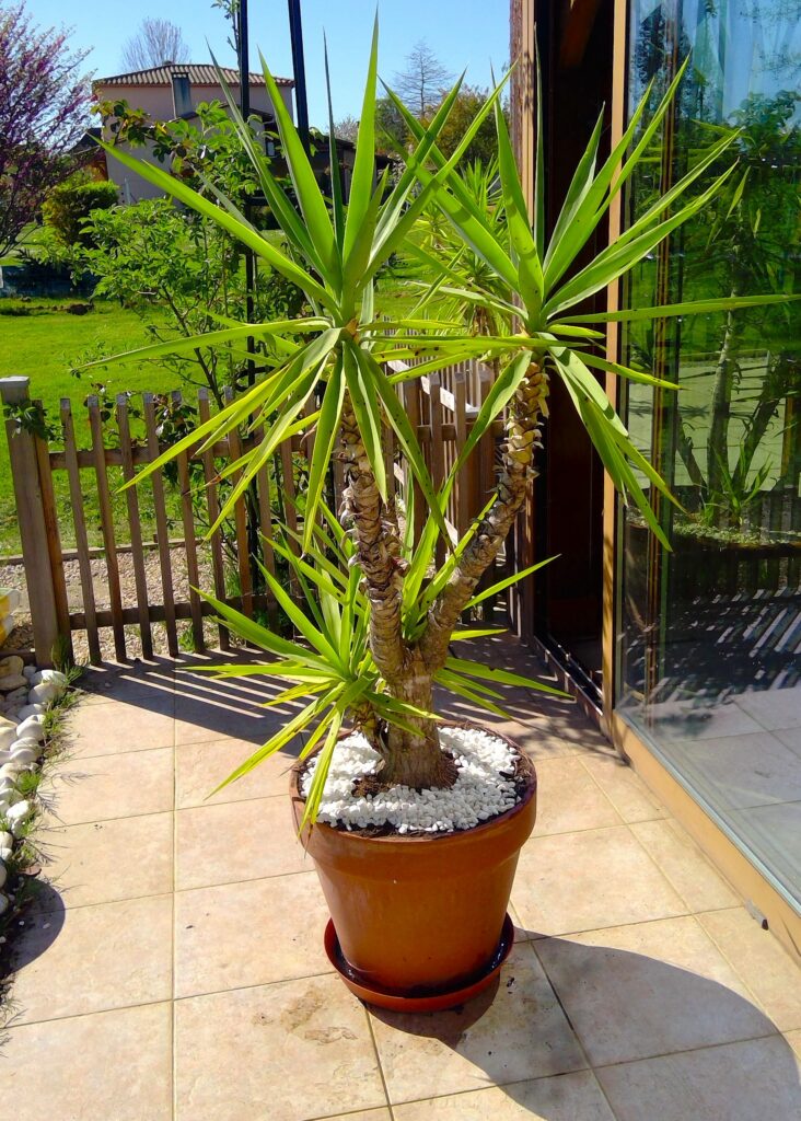 Plants 4 sale win 20260406 16 42 49 pro